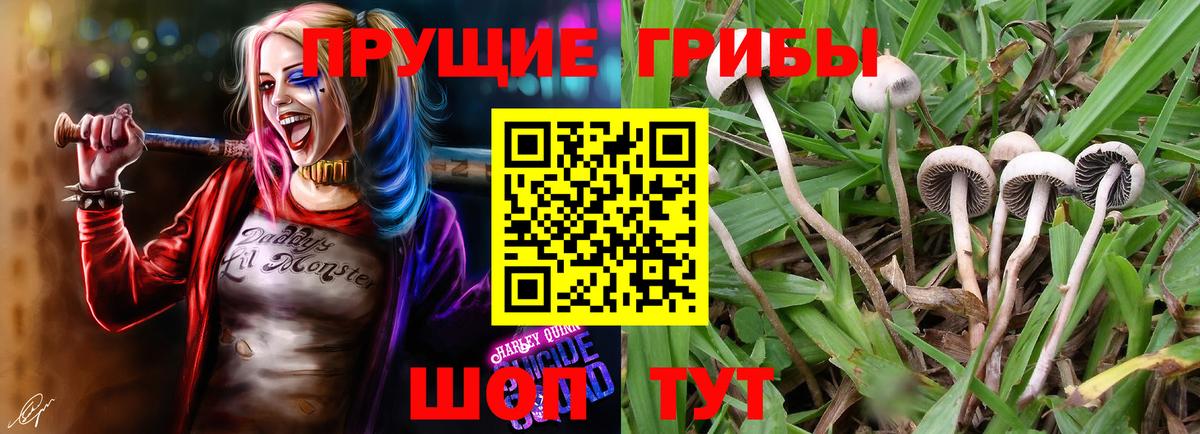 Звенигород  Псилоцибиновые грибы GOLDEN TEACHER  Вход с VPN 